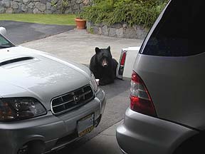 Subaru Baja with turbo and a nosey black bear