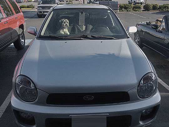 waiting in a Subaru in a parking lot, watching for her owner