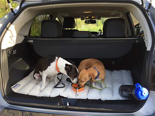 dogs Tina and Nora drinking in the back of their new 2016 Subaru Crosstrek with a nice soft pad for them to lie on , April 2016