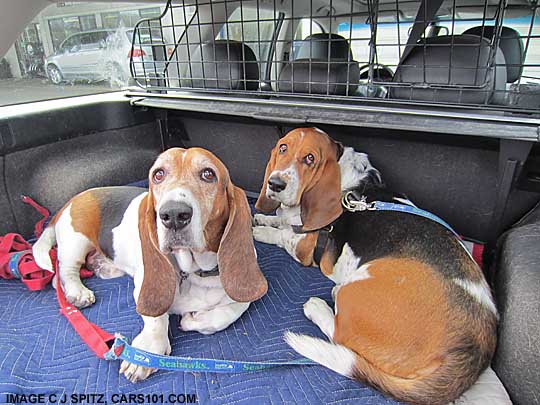 basset hounds in their subaru legacy station wagon